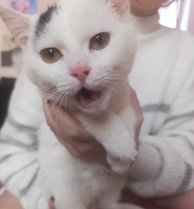 Віддам кішечку в гарні руки