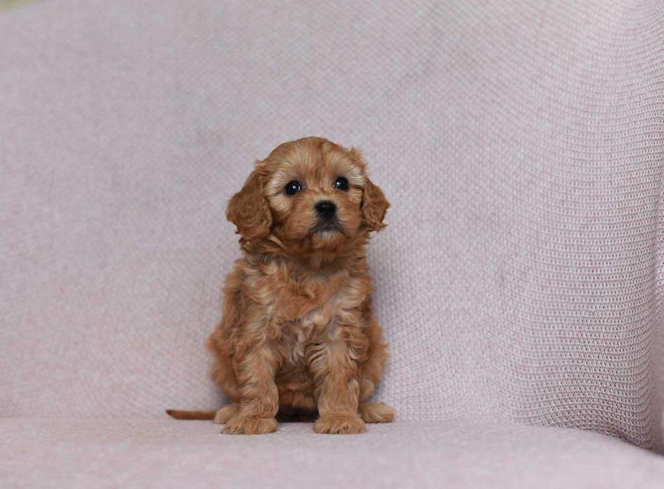 Cavapoo-rudy szczeniaczek