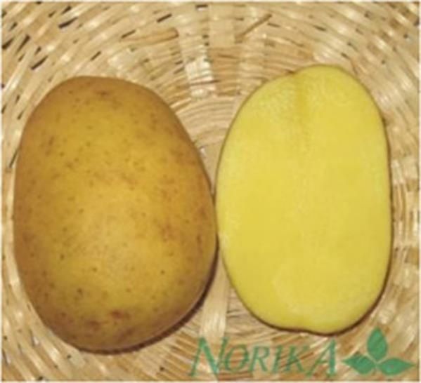 Sprzedam ziemniaki belarosa i soraya