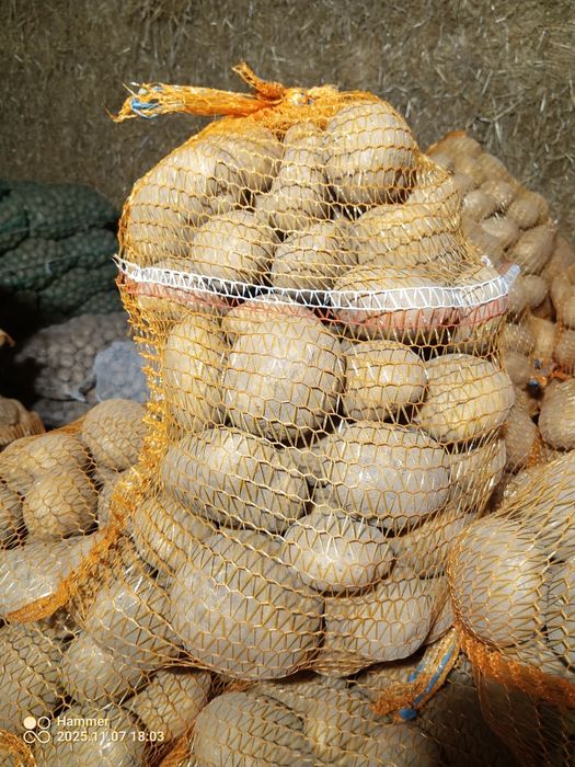 Ziemniaki jadalne