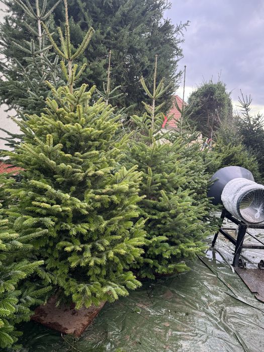 PIĘKNE CHOINKI świąteczne jodła kaukaska świerk cięte i w donicy