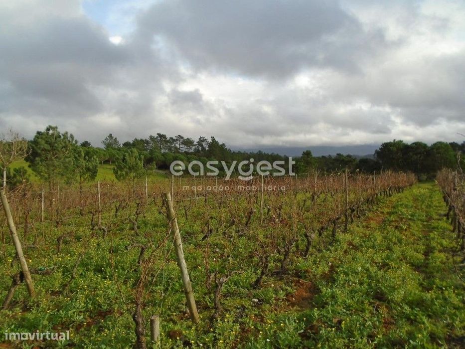 Terreno com 1365 m2 para agricultura e vinha nos Montes Alpedriz