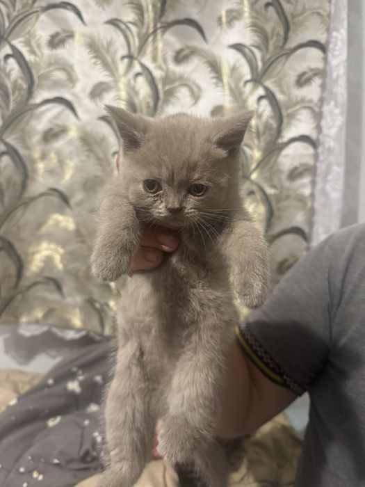 котики шотландські