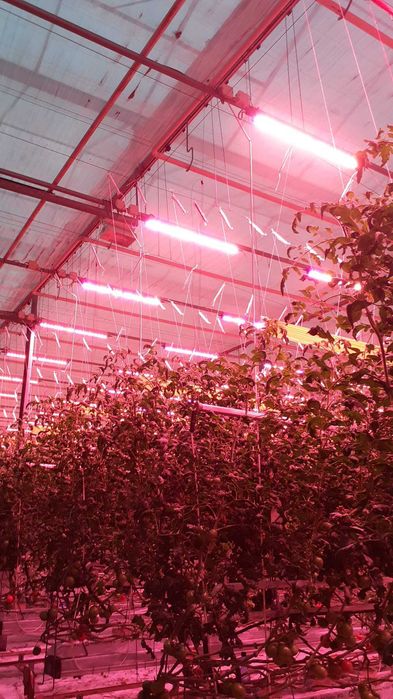 Lampa LED  Spectrum PHILIPS  do uprawy roślin