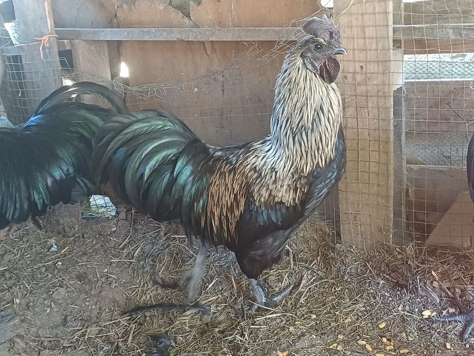 Vendo frangos criados no campo