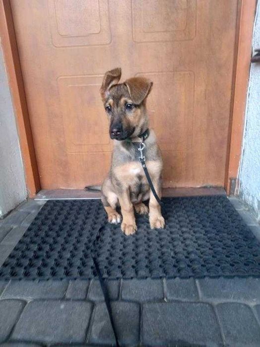 malutka Perełka szuka domu