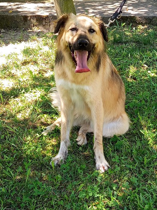 Caozinho com 10 mesinhos