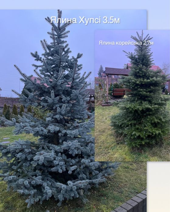 туя Смарагд  : 1.7-1.8м : ялівець,ялини,