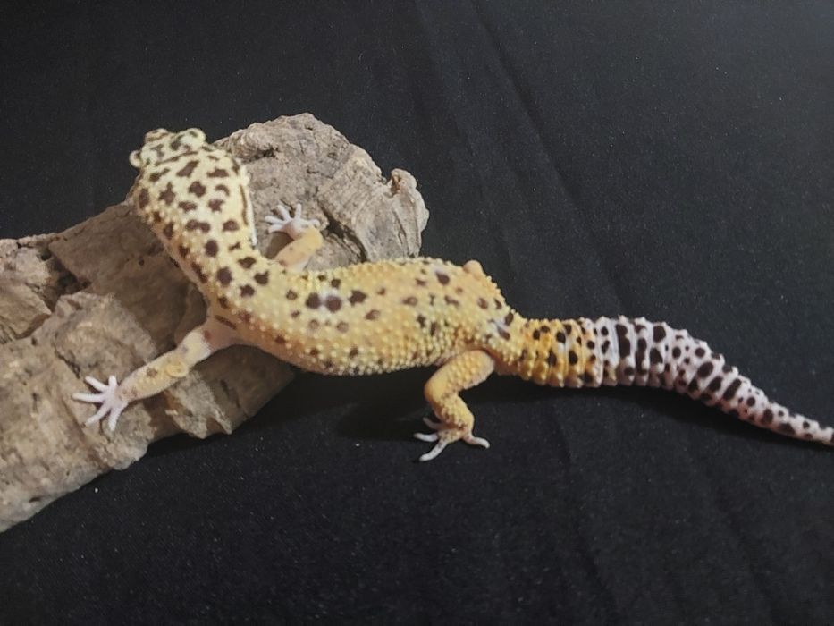 Gekony lamparcie samiczki