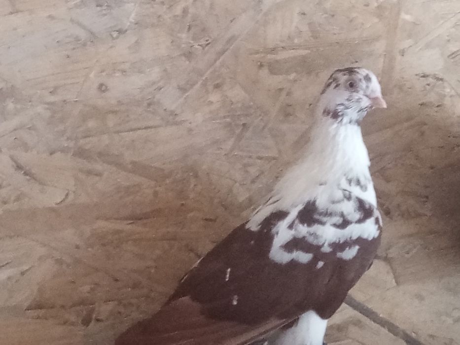 Gołębie ozdobne likwidacja hodowli
