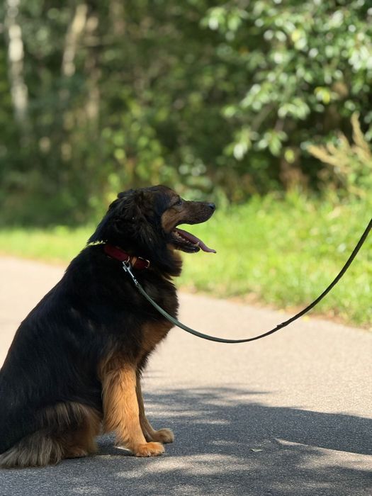 Wrócił z adopcji już dwa razy. Czy Gibson ma szanse na dom?