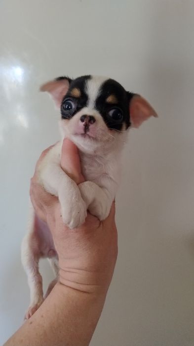 Цуценята чихуахуа з різних виводків