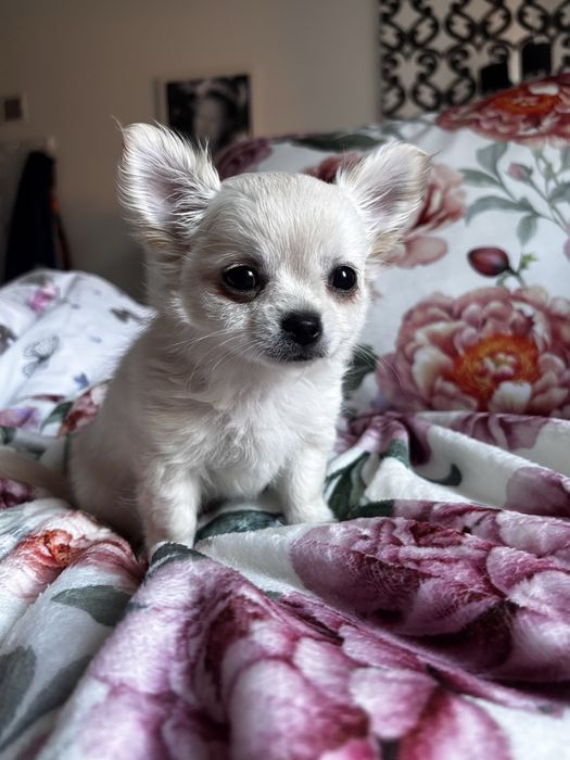 Uroczy piesek chihiahua długowłosa