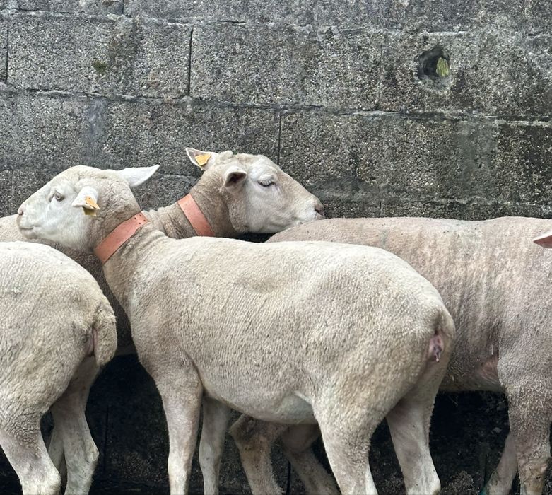 Ovelhas ìle de france puras e cruzadas prenhas e carneiro reprodutor
