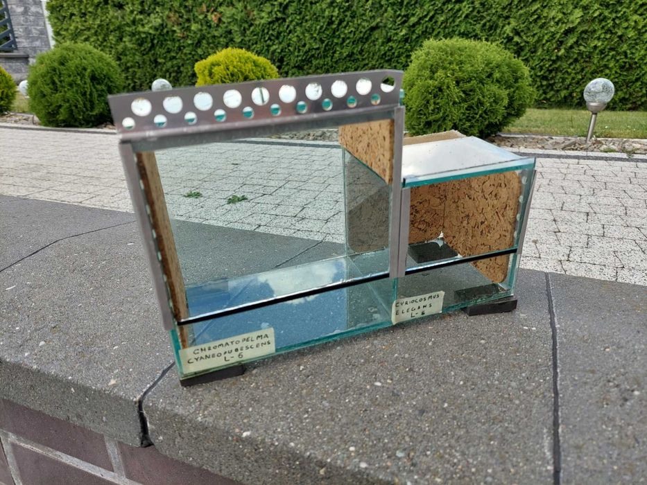 Terrarium dla pająka