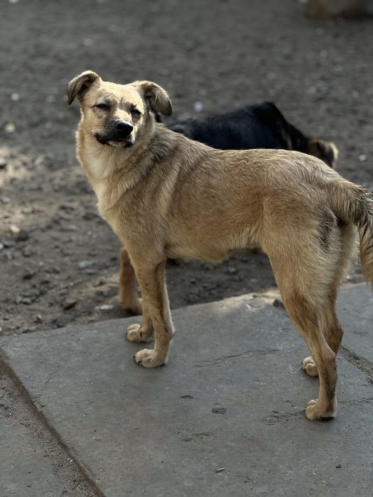 Фифа маленькая собачка стерилизована