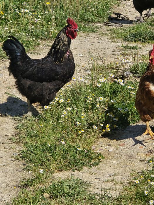 Galos Rústicos do Campo – Criados ao Natural