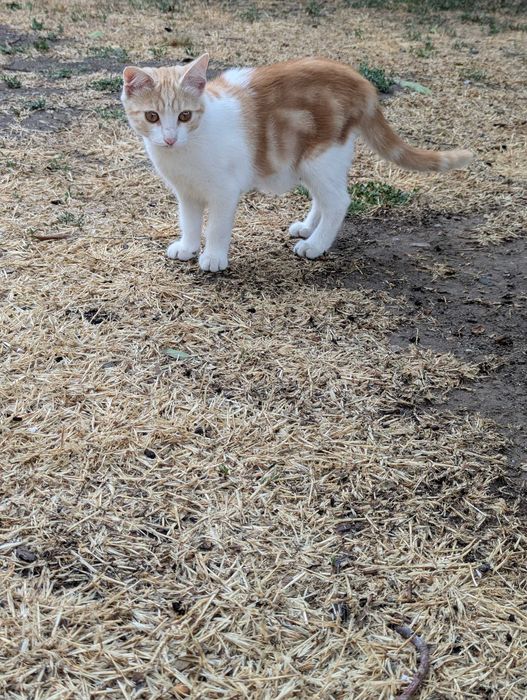 Кошка 3 месяца, котенок, отдам в хорошие руки