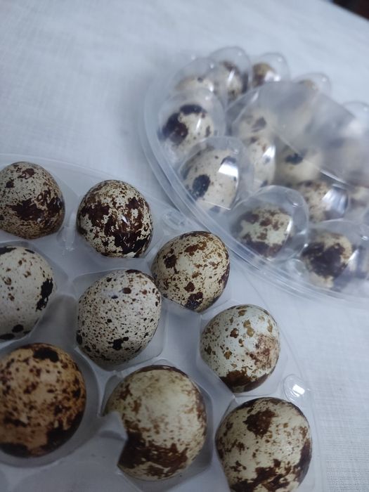 Перепилині яйця домашні