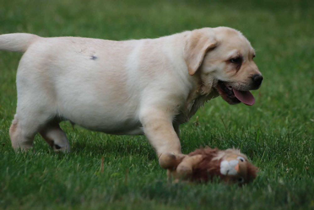 Labrador Retriever - żółty  maluch