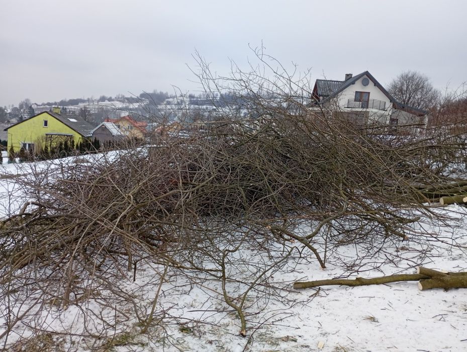 Gałęziówka oddam za darmo