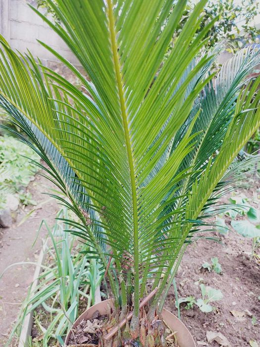 Plantas sicas e arvore de flores de cheiro