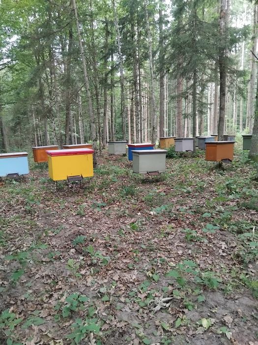 Pasieka ule warszawskie poszerzane