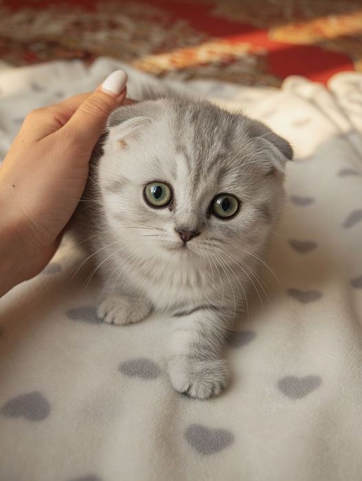 Продам котят шотландців весловухих