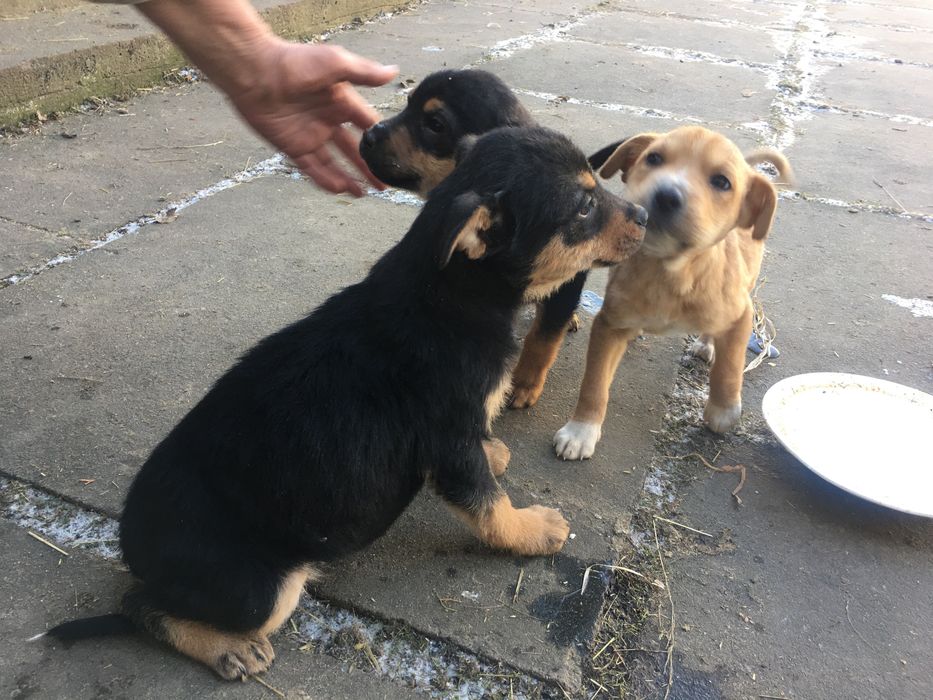Віддам в добрі руки песики , собачка , цуценята ,