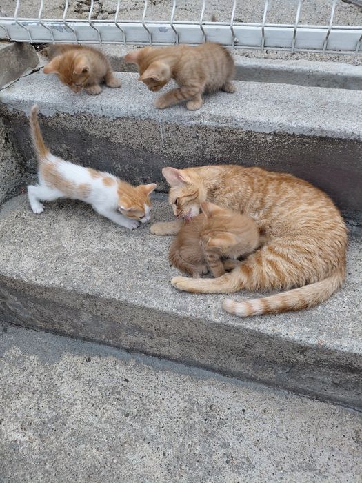Gatos para adoção
