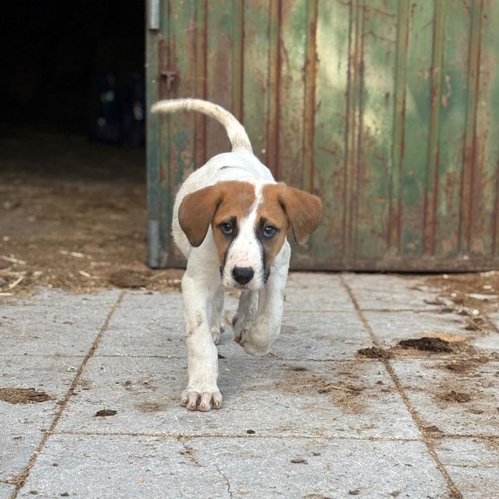 Cão de gado transmontano LOP fêmea