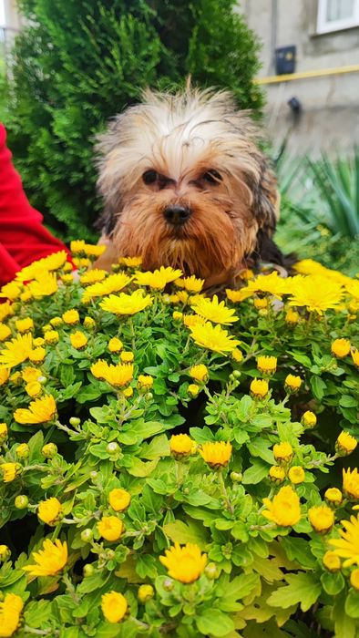 Йорк мини подросток