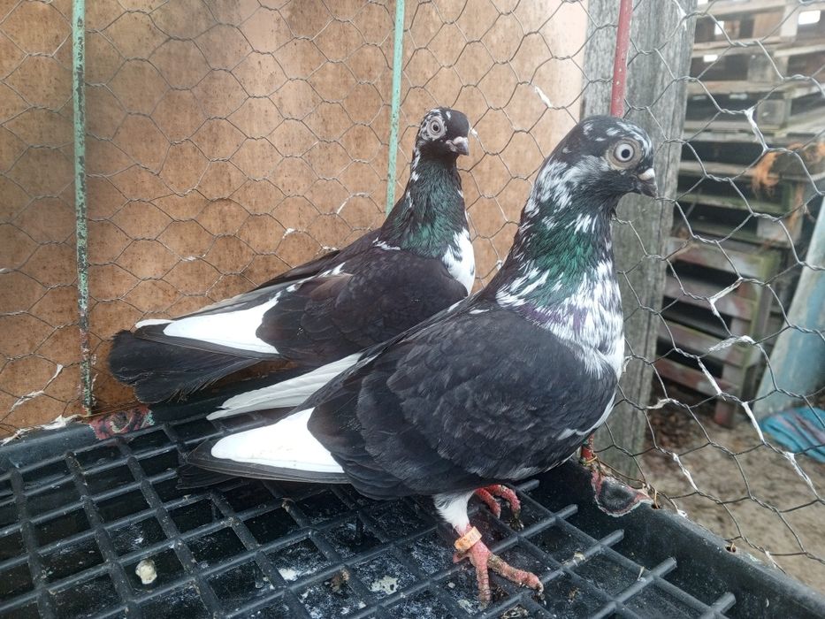 Gołębie ozdobne krótkodzioby ptaki para