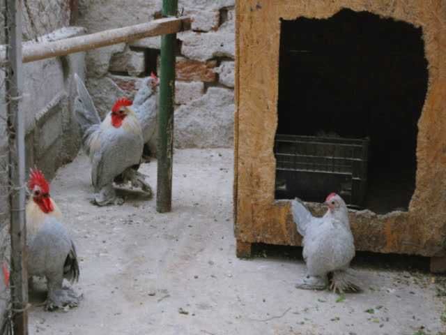 Мільфлер, яйце інкубаційне. Парцелян. Iзабелла. Колумбiя чорна