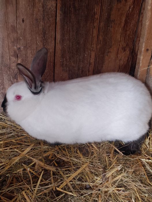 Sprzedam królika samca kc
