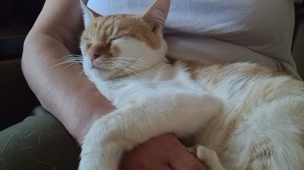 Молодий котик шукає турботливу родину