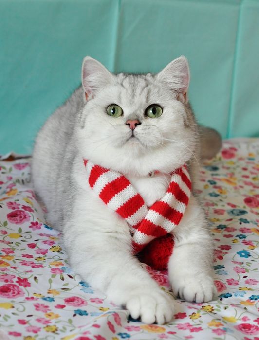 Срібна шиншила с зеленими очима