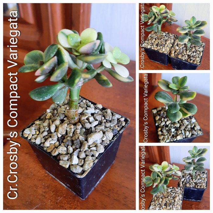 Вариегатные крассулы толстянки денежные деревья суккуленты.