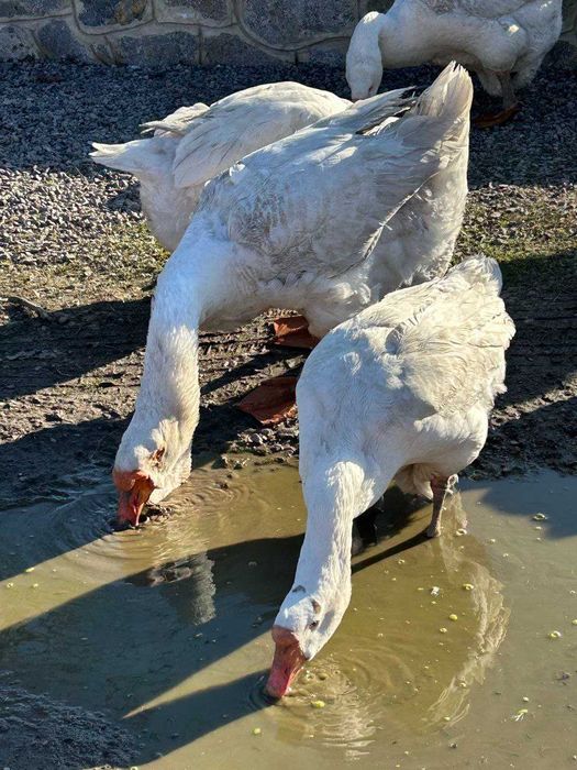 Приймаю  замовлення на гусенят породи "Холмогори"