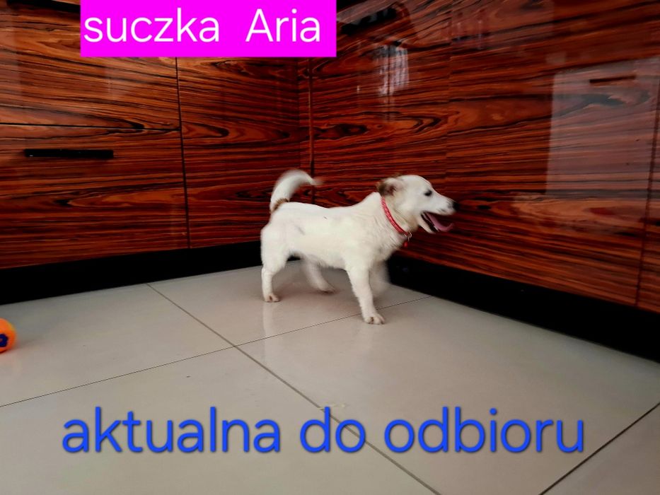 Suczka 17m - cy JRT krótkie nóżki Rodzice WHODOWLI
