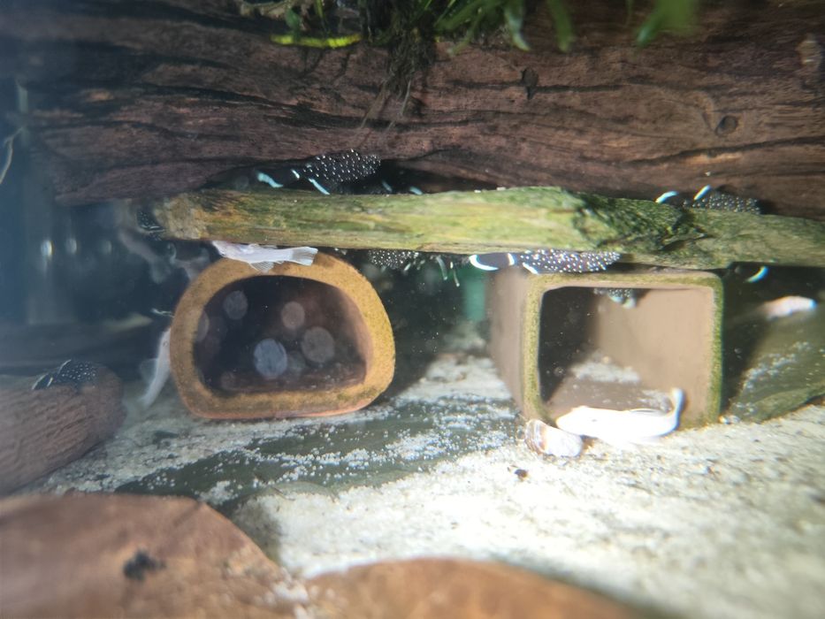 Ancistrus l183  F1 ( pleco Starlight) - 2cm