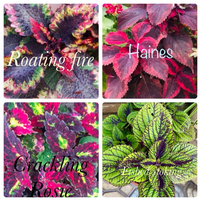 Колеуси сортові зрізі вкоріненІпомея страдесканція