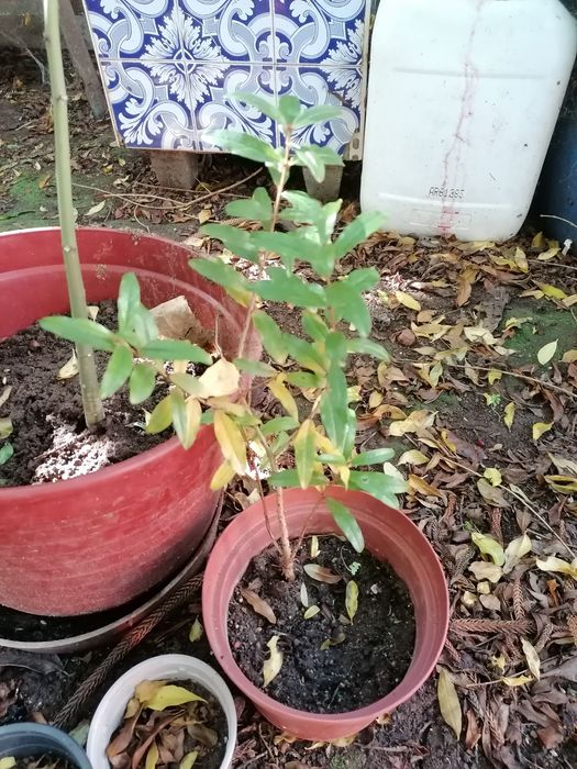 Vendo árvores nespereira, romanzeira, papaia, abacateiro