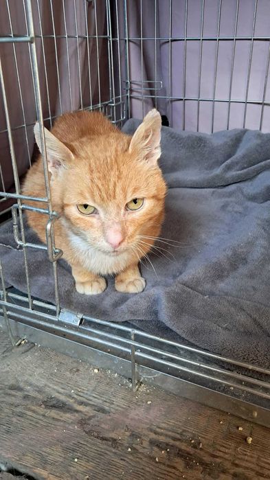 JUMI- rudy kotek do adopcji