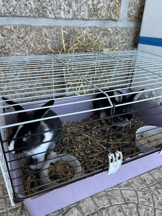 Coelhos casal mines com gaiola