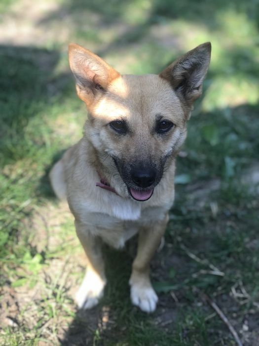 Віддамо стерилізовану собачку в дбайливі руки