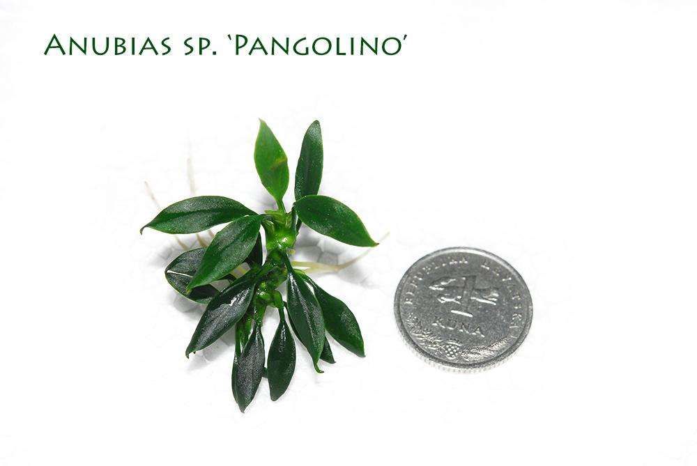Anubias pangolino