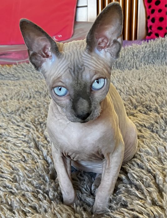 Sphynx canadiano