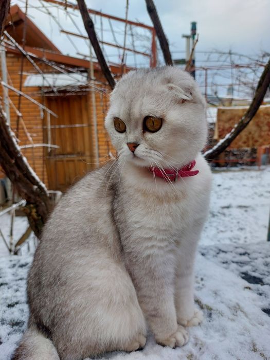 Ищем шотландского котика прямоухого для нашей принцесы