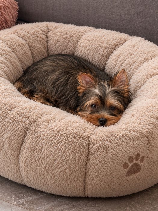 Yorkshire Terrier ocean pearl